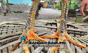 Dalam memilih seekor ayam aduan untuk dijadikan ayam petarung, bagi. Bandar Bola Dan Agen Sabung Ayam Terbaik Di Indonesia Published By Wordpress 1 Hr Berdasarkan Katuranggan Warisan Leluhur Ayam Aduan Ya Ayam Bangkok Kaki