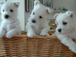 It's also free to list join millions of people using oodle to find puppies for adoption, dog and puppy listings. Westie Fab 3 West Highland White Terrier Westie Puppies Westie Dogs Westies