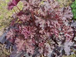 Crevice Alumroot Heuchera Micrantha Heuchera micrantha is an evergreen perennial growing to 0.6 m (2ft) by 0.4 m (1ft 4in). crevice alumroot heuchera micrantha
