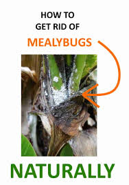 Using the soaked cotton ball or paper napkin, go ahead and gently wipe the plant leaves, stems,. How To Get Rid Of Mealybugs Naturally Ultimate Guide Bugwiz