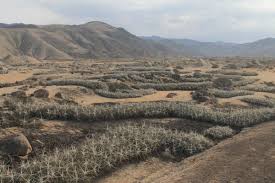 First full survey of Peru and Chile's threatened fog island ecosystems |  New Scientist