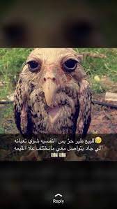 pin by alwan alhamdani on ابتسامه animals art funny