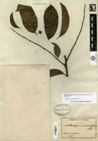 Image result for Diospyros crassiflora