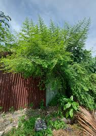 Image result for Flueggea