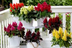 Celosia Plumosa Window Box Flowers Flower Pots Celosia Flower