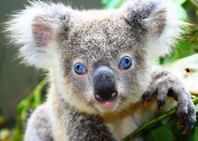 Mga resulta ng larawan para sa Koala bear with blue eyes"