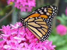 Tips on how to grow flowers for bees. Want To Help Save The World Its All About Bees And Butterflies Public News Service