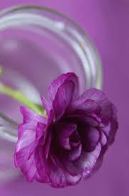 Pin By Wanna Anantakul On Lugares Que Visitar Purple Flowers Flowers My Flower