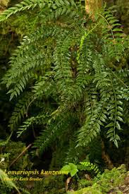 Image result for Lomariopsis