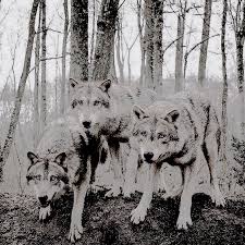 Black Bone Forest Treasure Rdr W O L V E S Werewolf Character Aesthetic Mythology