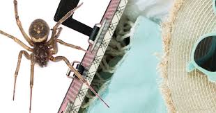 How to keep spiders away. Those With Arachnophobia Look Away Now Dangerous Spiders Are Invading The Uk Derbyshire Live