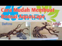 Aquascape Tutorial Membuat Bonsai Aquascape Youtube In 2021 Aquascape Bonsai Tutorial