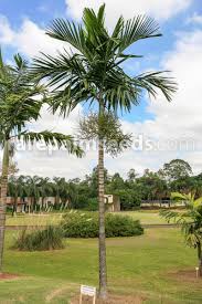 Image result for Ptychosperma elegans