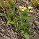 Image result for Polystachya tenuissima