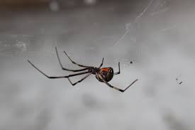 This spider's bite is much feared because its venom is reported. Black Widow Spiders National Geographic