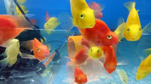 Maybe you would like to learn more about one of these? Aquarium Red Yellow Parrot Fish For Sale At Joes Aquaworld Mumbai 9833898901 Youtube
