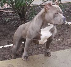 Xxl Bully Female Pitbulls Giant Xtreme Blue Pits Pitbulls Pitbull Terrier Dog Breeds