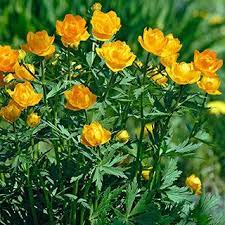 Trollius Golden Queen Deer Resistant Plants Globe Flower Fragrant Plant