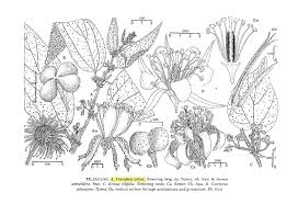 Image result for Triumfetta pilosa