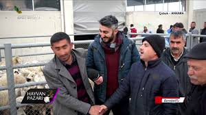 Hayvan Pazari 33 Adet Akkaraman Irki Kuzu Fiyati Ankara Cubuk Youtube
