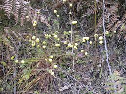 Image result for Solanum linneanum