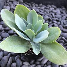Image result for Senecio oxyriifolius