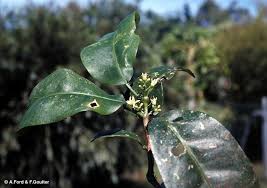 Image result for Pteronia acuminata