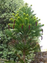 The Wollemi Pine From New South Wales Australia Which Can Be Found In Our Australasian Garden Boom Palm Tree