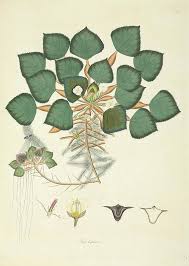 Image result for Trapa natans