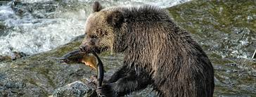 Bears Food And Diet Bearsmart Com
