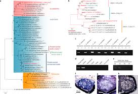 Two Y Chromosome Encoded Genes Determine Sex In Kiwifruit