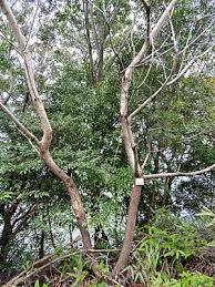 Image result for Brucea