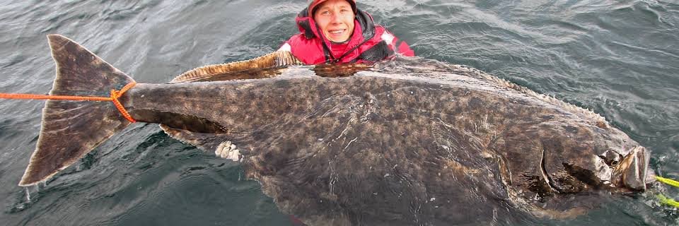 Atlantic Halibut Fishing | Norway & Iceland | Sportquest Holidays