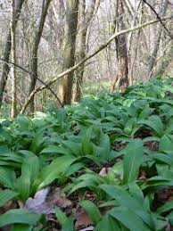 Ail Des Ours Cueillette Et Beurre Aromatise Ail Des Ours Plantes Sauvages Comestibles Fleurs Comestibles