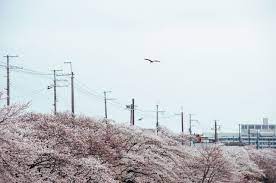 賞櫻 攝櫻 為到日本拍櫻花作好準備 一 japan outdoor sakura