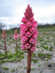 Image result for Satyrium