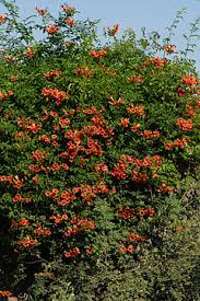 The start of the flowering period in your plants is marked by daylight hours decreasing, which happens right after the summer solstice. Climbers Clematis Zrodlo Dobrych Pnaczy