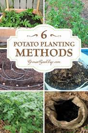 6 Ways To Grow Potatoes Growing Potatoes Planting Potatoes Plants