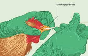 Influenza a virus subtype h5n1 (a/h5n1) is a subtype of the influenza a virus which can cause illness in humans and many other animal species. Avian Influenza Wikipedia