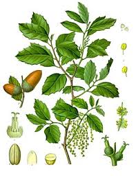 Image result for Quercus suber