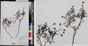 Image result for Cineraria mazoensis