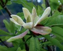 Image result for Commiphora fulvotomentosa