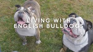 The first question anyone asks when they realize that french bulldogs are the greatest dog breed ever is how much do french bulldogs cost? All About Living With English Bulldogs Youtube