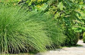 Image result for Chrysopogon