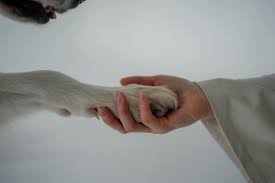 What Vets Wish You Knew About End-of-Life Pet Care