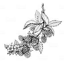 Graphic Of Branch With Blackberry Fruit Flowers And Leaves Black Blackberry Tattoo Flower Drawing Fruit Tattoo