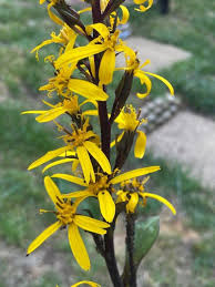 Image result for Ligularia sibirica