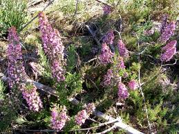 Image result for Embelia multiflora