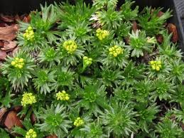 Image result for Pimpinella trifurcata