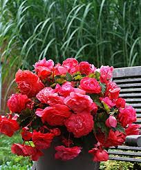 After that, you revert to diluted, balanced. Creative Farmer Flower Seeds Tuberous Begonias Flower Seeds Farm Seeds Flowering Plant Garden Home Garden Seeds Eco Pack Plant Seeds Amazon In Garden Outdoors